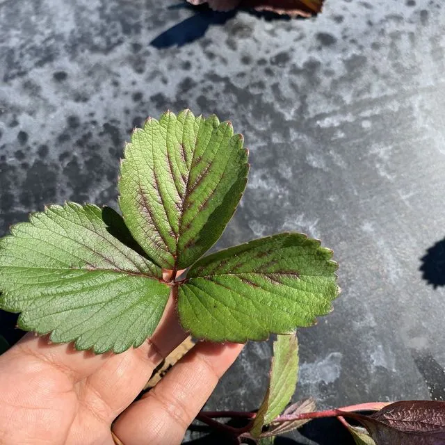 thumbnail for publication: How to Differentiate between Causes of Strawberry Plant Damage: Chilli Thrips, Spider Mites, Foliar Nematodes, or Phytotoxicity from Herbicides?